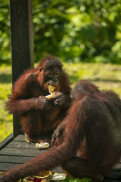 Orangutans Reserve Looking Food — Foto de Stock