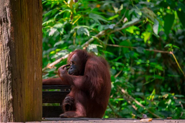 Yedek Orangutanlar Yiyecek Arıyorlar — Stok fotoğraf