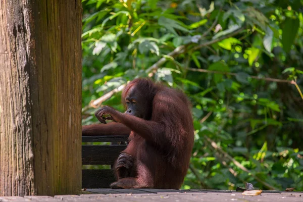 Yedek Orangutanlar Yiyecek Arıyorlar — Stok fotoğraf