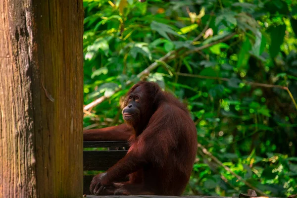 Yedek Orangutanlar Yiyecek Arıyorlar — Stok fotoğraf