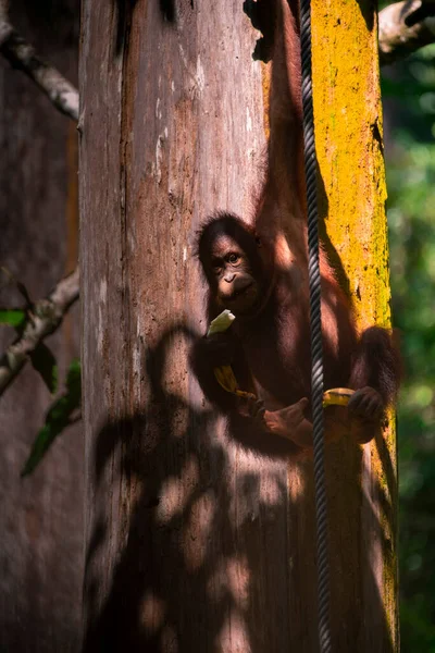 Orangutans Reserva Procura Comida — Fotografia de Stock