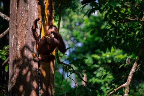 Orangutans Reserva Procura Comida — Fotografia de Stock