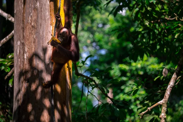Orangutans Reserva Procura Comida — Fotografia de Stock