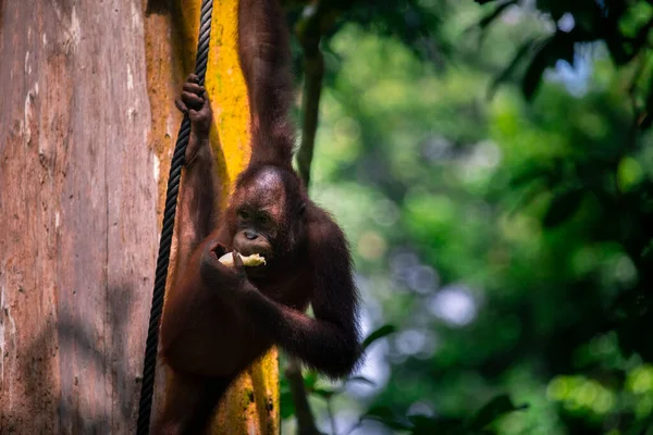 Orangutans Reserva Procura Comida — Fotografia de Stock