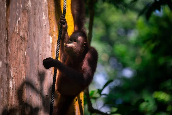 Orangutans Reserva Procura Comida — Fotografia de Stock