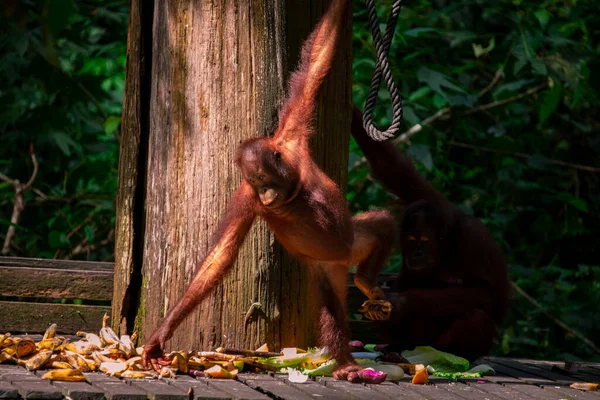Yedek Orangutanlar Yiyecek Arıyorlar — Stok fotoğraf