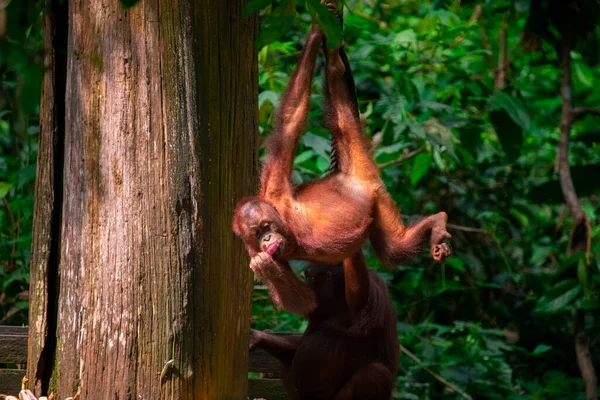Orangutany Rezerwacie Szukające Pożywienia — Zdjęcie stockowe