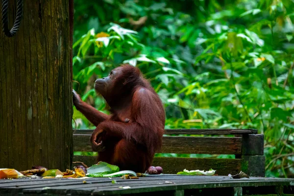 Yedek Orangutanlar Yiyecek Arıyorlar — Stok fotoğraf