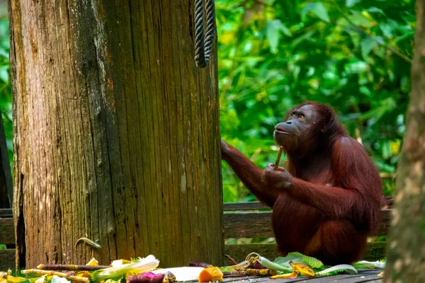 Yedek Orangutanlar Yiyecek Arıyorlar — Stok fotoğraf