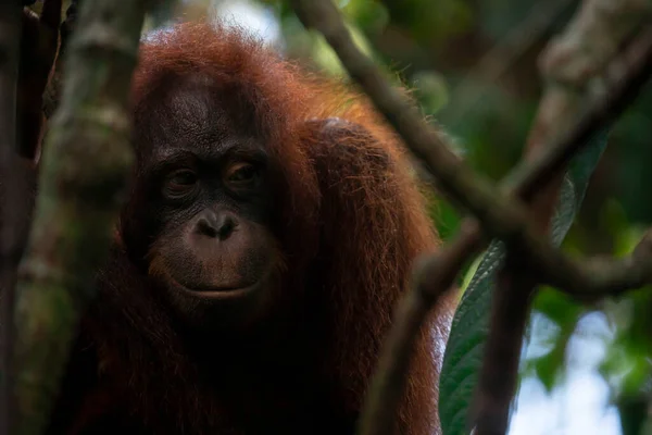 储备中的Orangutans人 寻找食物 — 图库照片