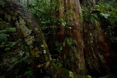 Qilan Maguao Shenmu, Tayvan 'ın Yilan ilçesi, ünlü bir turistik merkezdir.
