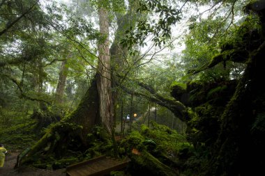 Qilan Maguao Shenmu, Tayvan 'ın Yilan ilçesi, ünlü bir turistik merkezdir.