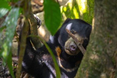 Koruma hayvanları, Malay ayıları, Sandakan, Sabah, Borneo, Malezya
