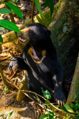 Conservation animals, Malay bears, Sandakan, Sabah, Borneo, Malaysia clipart