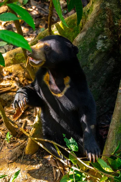 保全動物 マレークマ サンダカン サバ州 ボルネオ マレーシア — ストック写真