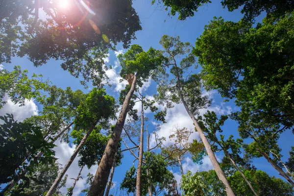 Southeast Asia Tourist Attraction Malaysia Borneo Sandakan Sabah Big Tree — Stock Photo, Image