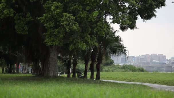 台湾の夏の堤防公園 青い空と白い雲 木と緑の草 風に揺れる木 屋外活動はそれが良い感じになります — ストック動画