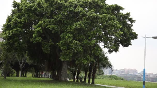 台湾夏季的堤岸公园 蓝天白云 绿树绿草 树木在风中摇曳 户外活动让它感觉很好 — 图库视频影像