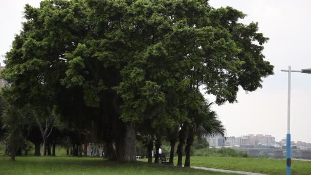 Taipei Taiwan Zomer Dijk Park Blauwe Lucht Witte Wolken Bomen — Stockvideo