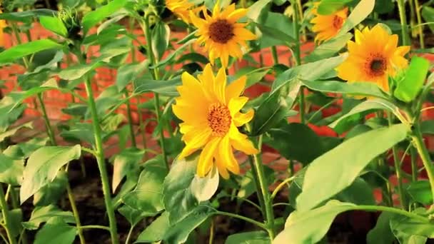Tutkulu Güneş Işığı Çiçekleri Ayçiçekleri Yaz Güneşinde Açan Çiçekler — Stok video