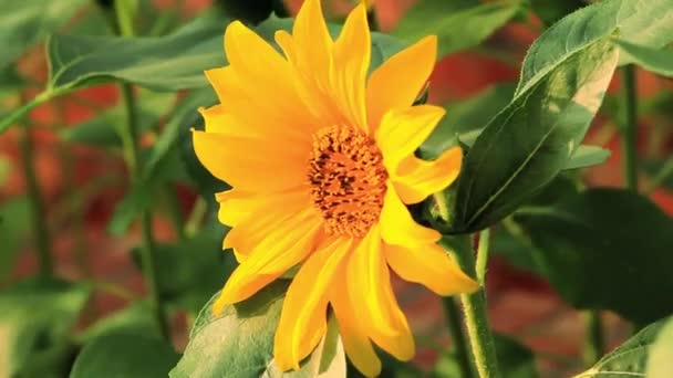 夏の日差しの中で咲く情熱的な太陽の花 ひまわり — ストック動画