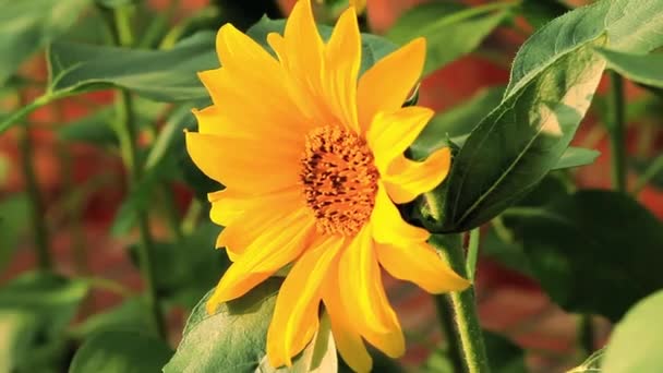 Пристрасні Сонячні Квіти Сонячні Квіти Квіти Цвітуть Літньому Сонці — стокове відео