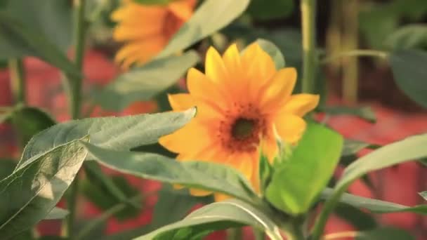 Flores Sol Apasionadas Girasoles Flores Que Florecen Sol Verano — Vídeos de Stock