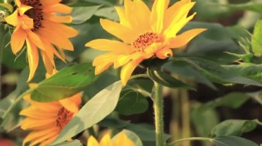 Tutkulu güneş ışığı çiçekleri, ayçiçekleri, yaz güneşinde açan çiçekler.,