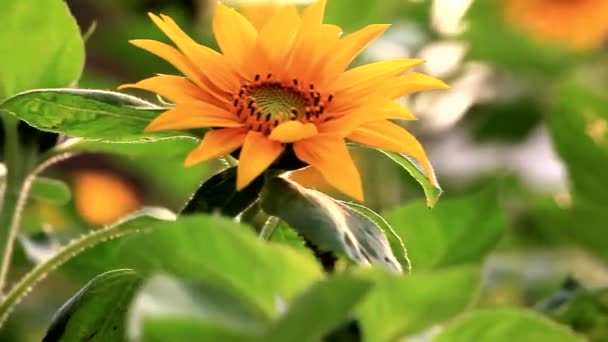 Leidenschaftliche Sonnenblumen Sonnenblumen Blumen Die Der Sommersonne Blühen — Stockvideo