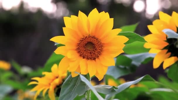 Gepassioneerde Zonneschijn Bloemen Zonnebloemen Bloemen Bloeien Zomer Zon — Stockvideo