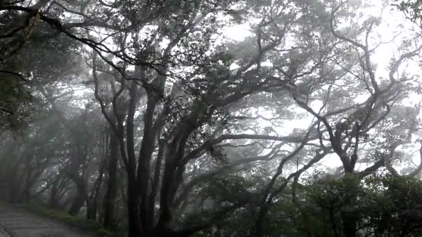 Tajwański Yangmingshan Wspinacze Wędrujący Mglistym Leśnym Szlaku — Wideo stockowe