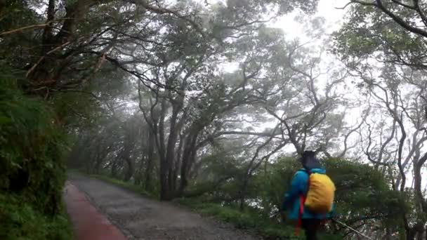 Taiwan Yangmingshan Klimmers Wandelen Het Mistige Bospad — Stockvideo
