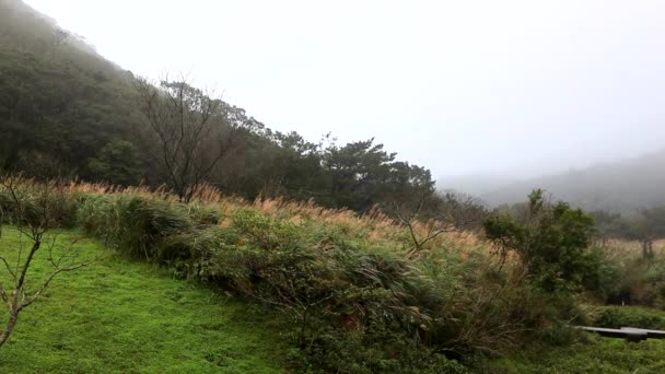 Atrakcje Górach Tajwanu Yangmingshan Erziping Wycieczki Piesze — Wideo stockowe