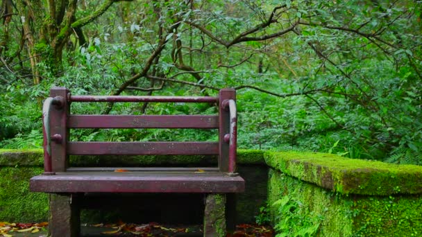 Atrakcje Górach Tajwanu Yangmingshan Erziping Wycieczki Piesze — Wideo stockowe