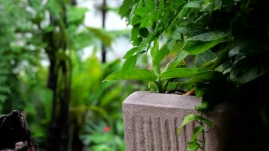 Bahçede yağmurlu bir gün, Wisteria çiçeğine yağmur yağdı