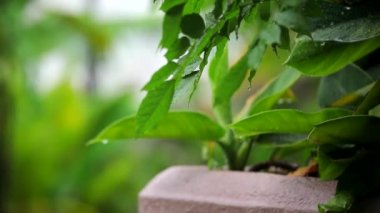 Bahçede yağmurlu bir gün, Wisteria çiçeğine yağmur yağdı