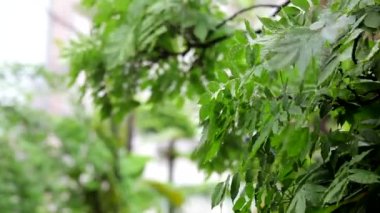 Bahçede yağmurlu bir gün, Wisteria çiçeğine yağmur yağdı