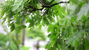Bahçede yağmurlu bir gün, Wisteria çiçeğine yağmur yağdı