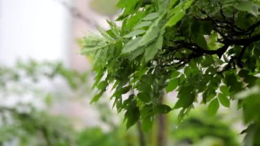 Bahçede yağmurlu bir gün, Wisteria çiçeğine yağmur yağdı