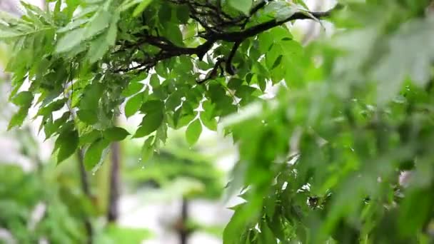 Esős Nap Kertben Eső Csapott Liliom Virágba — Stock videók