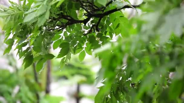 Dia Chuvoso Jardim Chuva Atingiu Flor Wisteria — Vídeo de Stock