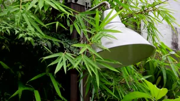 Yağmurlu Bir Gün Yağmur Damlaları Bambu Yapraklarındaki Bahçe Işıklarına Çarpıyor — Stok video