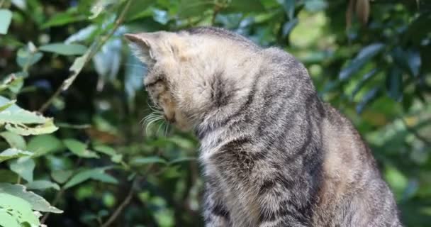 台湾瑞芳猴猫村 可爱的斑点猫 — 图库视频影像