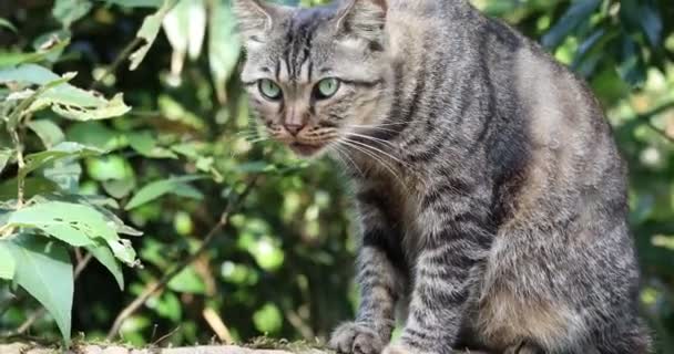 台湾瑞芳猴猫村 可爱的斑点猫 — 图库视频影像