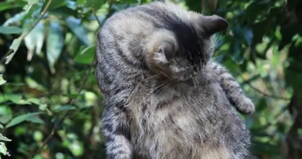 Taiwan Ruifang Monkey Cat Village Lindo Gato Spot — Vídeo de stock