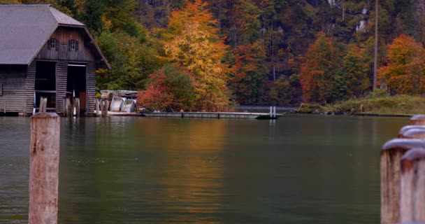 Німеччина Озеро Осінні Королі Дикі Качки Бавляться Озері — стокове відео