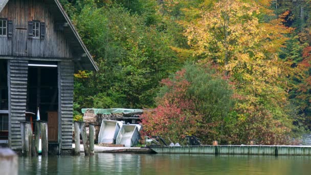 Alemania Reyes Del Otoño Lago Patos Salvajes Jugando Lago — Vídeos de Stock