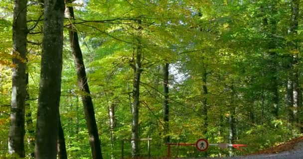 Neuschwanstein Kastély Bajorország Németország Őszi Erdő — Stock videók
