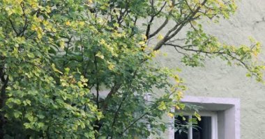 Peri masalı kasabası Rothenburg, Almanya, tarihi bir binanın yeşil duvarı