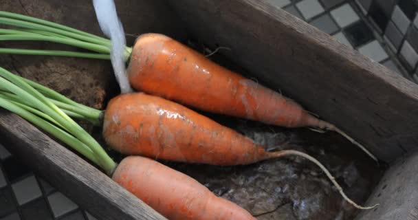 Раскопанная Морковь Чистая Кухне Раковина Морковь Витамины Является Важным Человеческим — стоковое видео